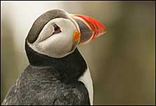 puffin